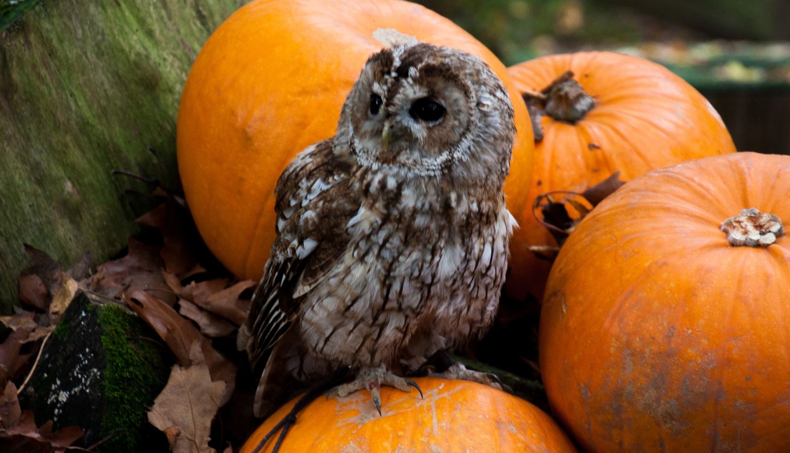 Owl and pumpkin